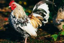 Ayam Birma Asli