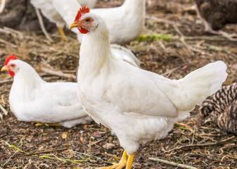 Ayam Broiler Adalah