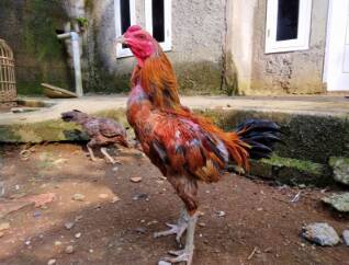 Ayam Bulbi