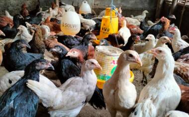 Ayam Joper