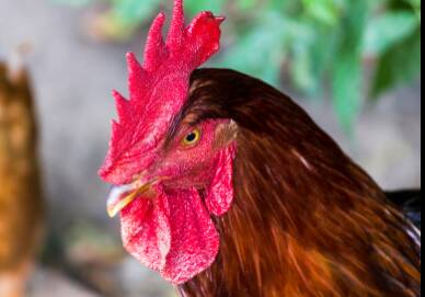 Ayam Kub adalah