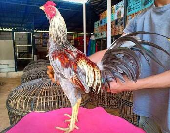 Ayam Pama