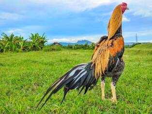 Ayam Wiring Kuning