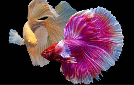 Cupang Halfmoon