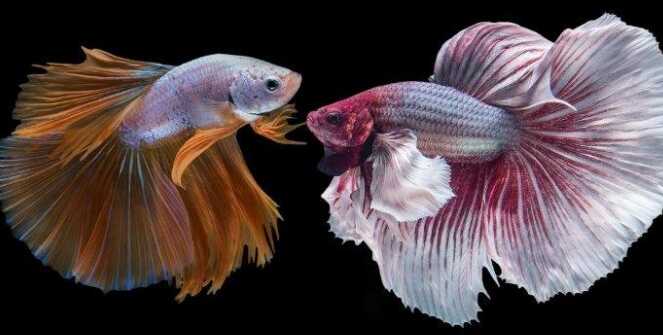 Ikan Cupang Halfmoon