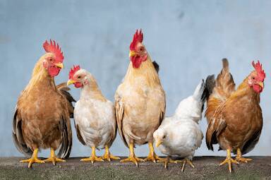 Jenis Ayam