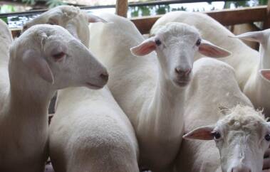 Kambing Gibas
