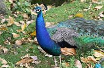 Merak Biru