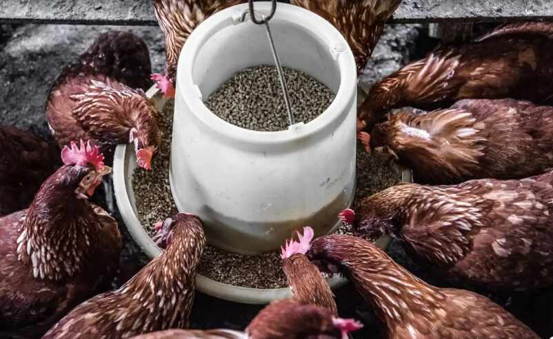 Pakan Ayam Petelur