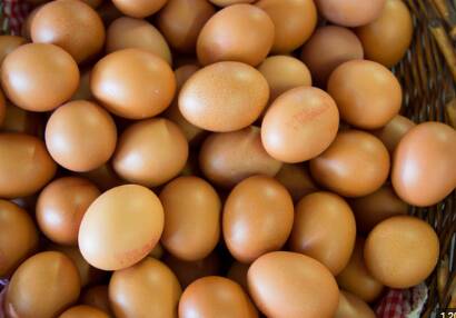 Telur Ayam