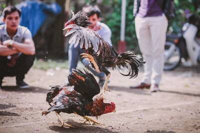 ayam mangon