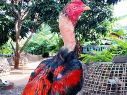 ayam saigon
