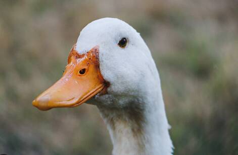 bebek hibrida
