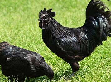 harga ayam cemani 