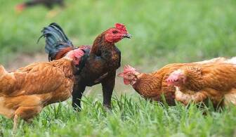Ayam Gorila