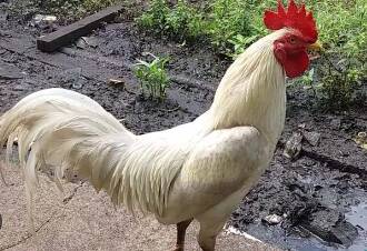 Ayam Jago Putih