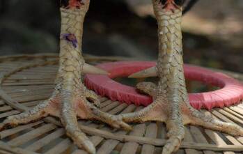 Gambar Sisik Ayam Pembunuh