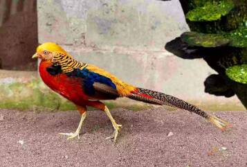 Golden Pheasant