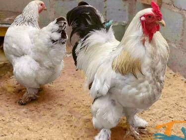 Harga Ayam Brahma