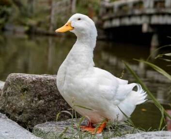 Harga Bebek