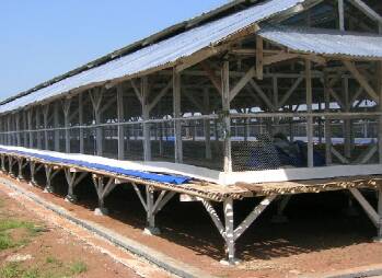 Kandang Ayam Broiler