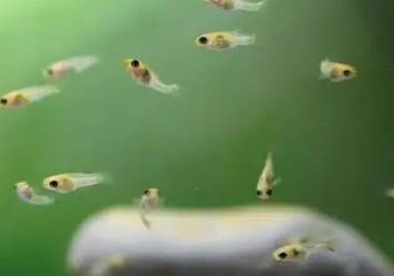 Makanan Anak Ikan Cupang
