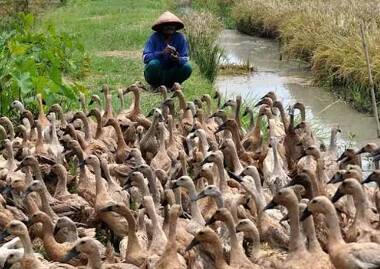 Pakan Bebek Petelur