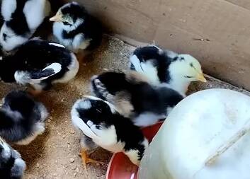 anak ayam bangkok