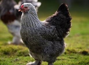 ayam brahma harga