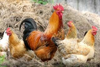 ayam buras