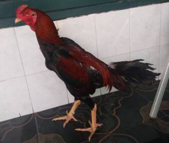 ayam mangon ori