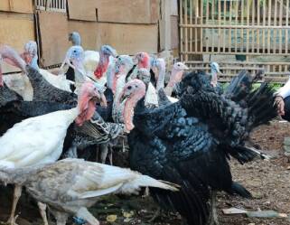harga ayam kalkun
