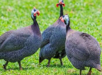 harga ayam mutiara