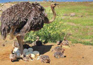 harga telur burung unta