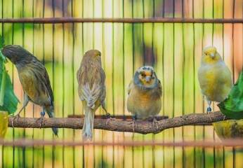 jenis burung kenari