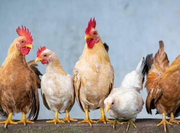 macam macam ayam