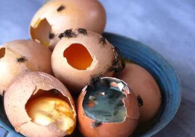 telur busuk