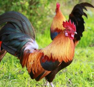 warna ayam bangkok yang ditakuti lawan