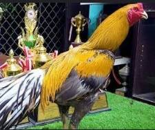 ayam jago wiring kuning