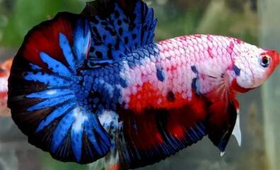 cupang koi