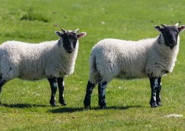 domba suffolk