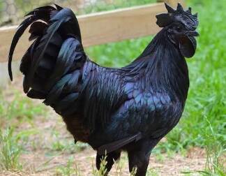 harga ayam cemani asli