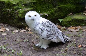 harga burung hantu putih
