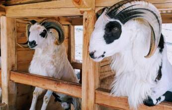 kambing gembel