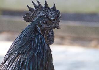 harga ayam cemani untuk ritual