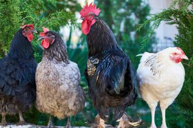 jenis ayam petelur