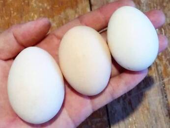 Telur Ayam Arab
