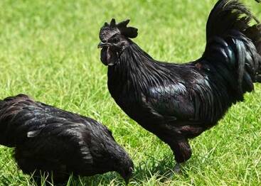 kegunaan ayam cemani